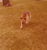 Patrol Detection Dog 1975<br /> Sandy